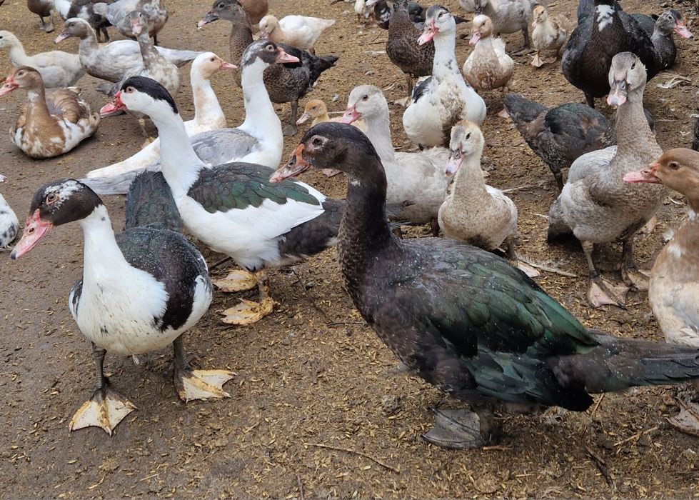 Kaczki kaczory młode