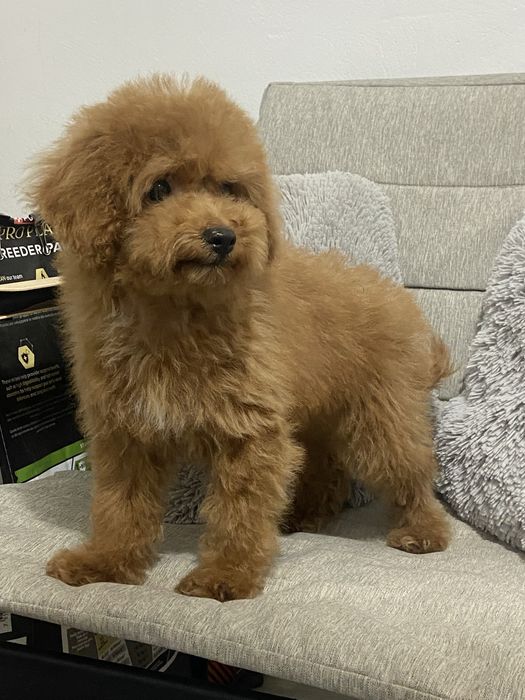 Продаётся щенок той пуделя