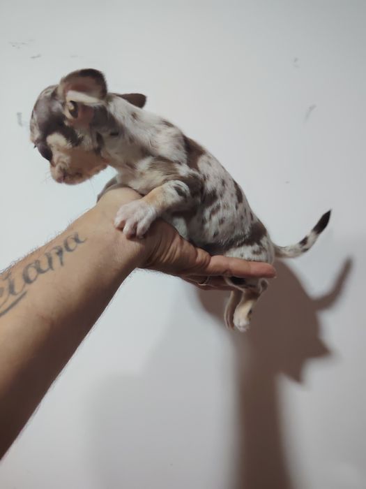 Chihuahua macho  choco Merle