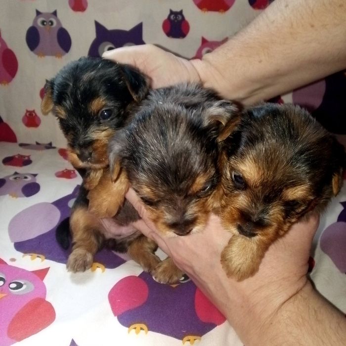 Продам йорків окрасу блю мерле.