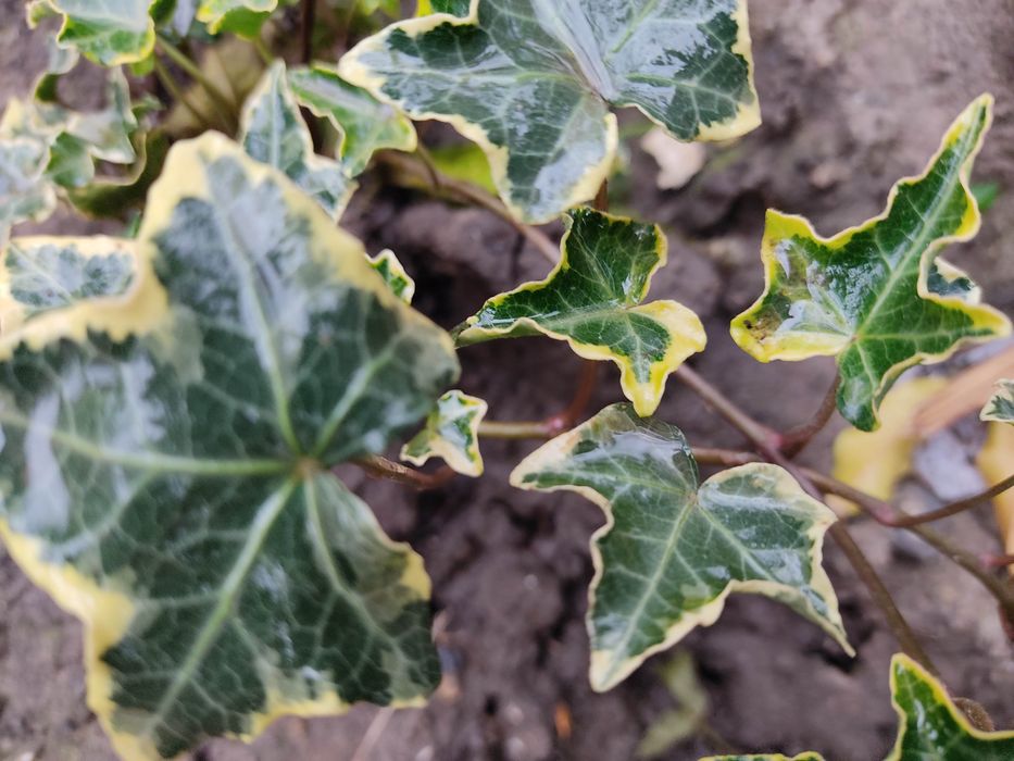 Плющі 10 сортів..