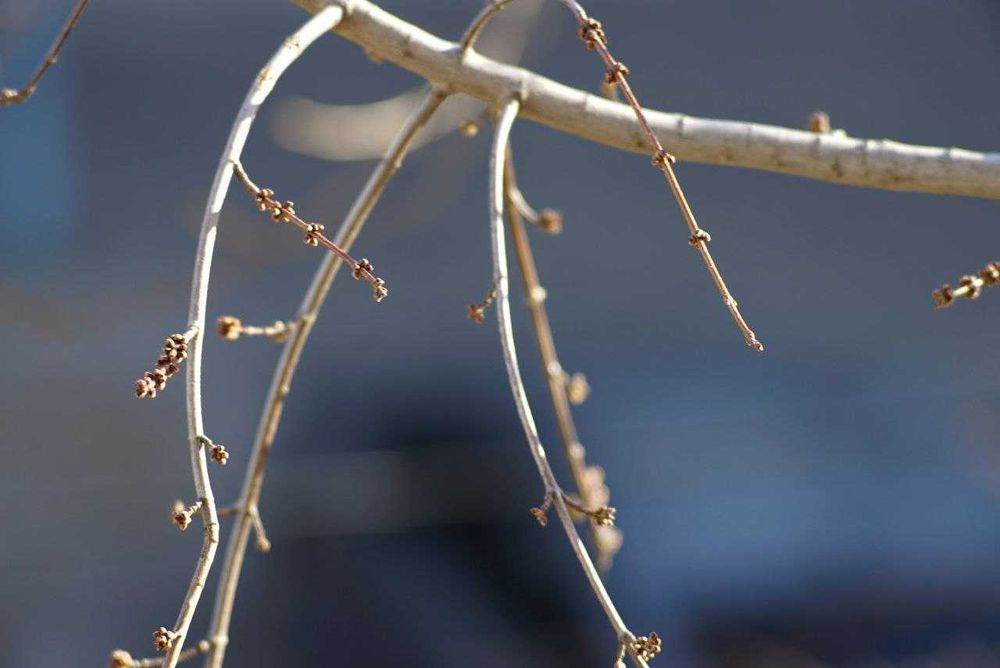 Pentacon 300/4 19 пелюстків різьба М42