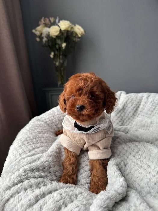 Дівчинка квіточка .мінні той пудель