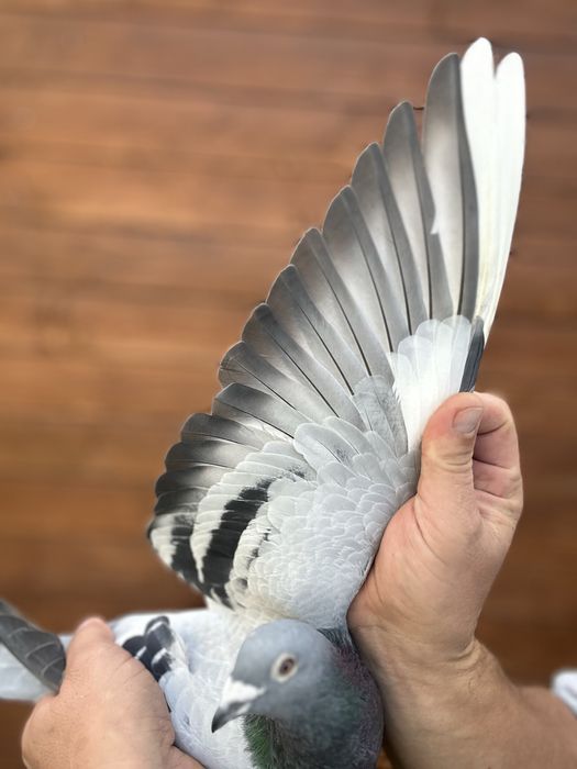 Gołąb młody 100% A . Drapa 2026