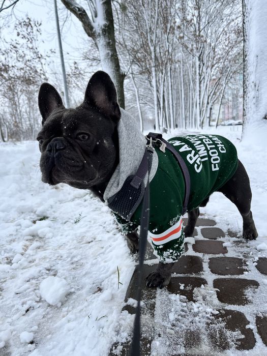 Продам Худі для песика