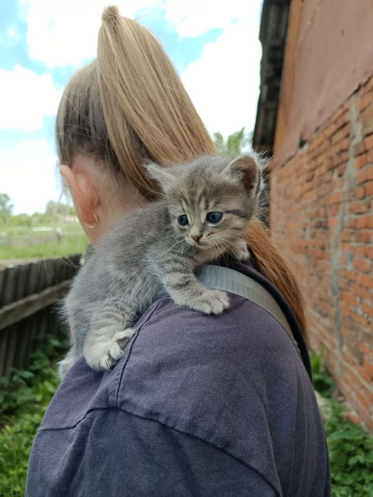 Кошенята хлопці та дівчата