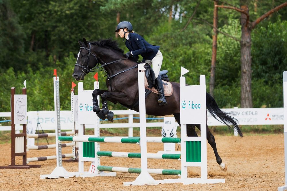 Kary wałach wielkopolski 5 lat