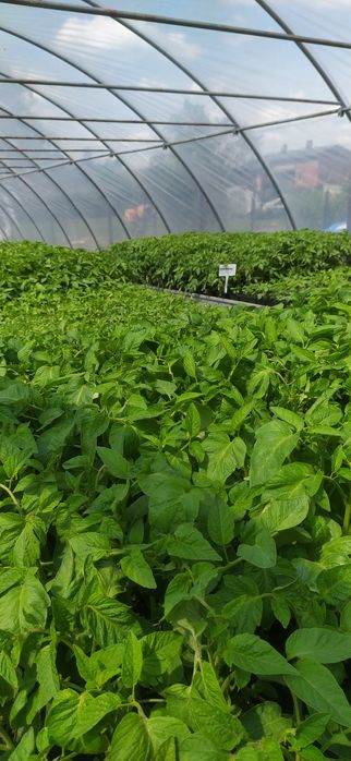 Rozsady warzyw(flancki,sadzonki)Pomidor ,Ogórek