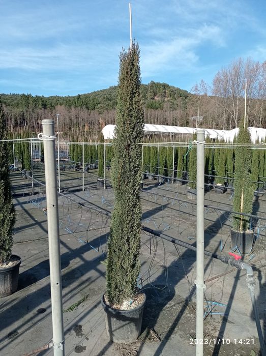 Ciprestes leylandii para sebes/vedação  "cedros / Cupressus