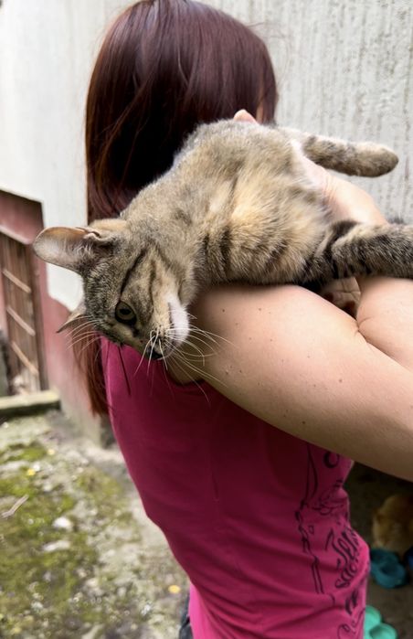 Стерилізовані киці