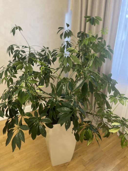 Шефлера кімнатна