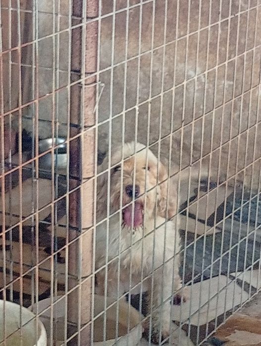 Cadela Cocker spaniel