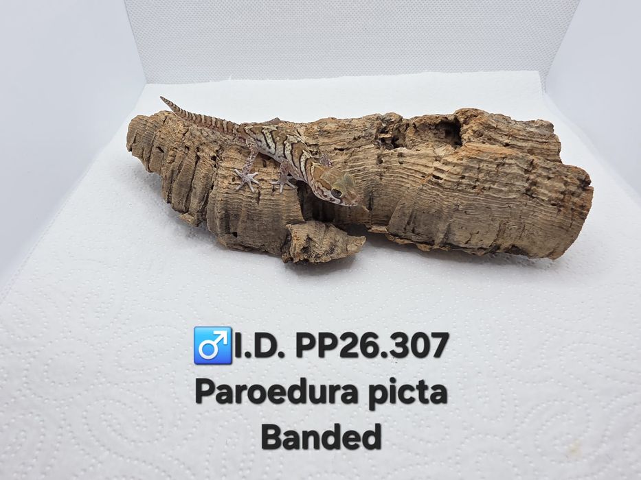 Paroedura Picta ( gekon madagaskarski)