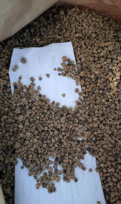 Насіння кормового буряка  Урсус Центаур