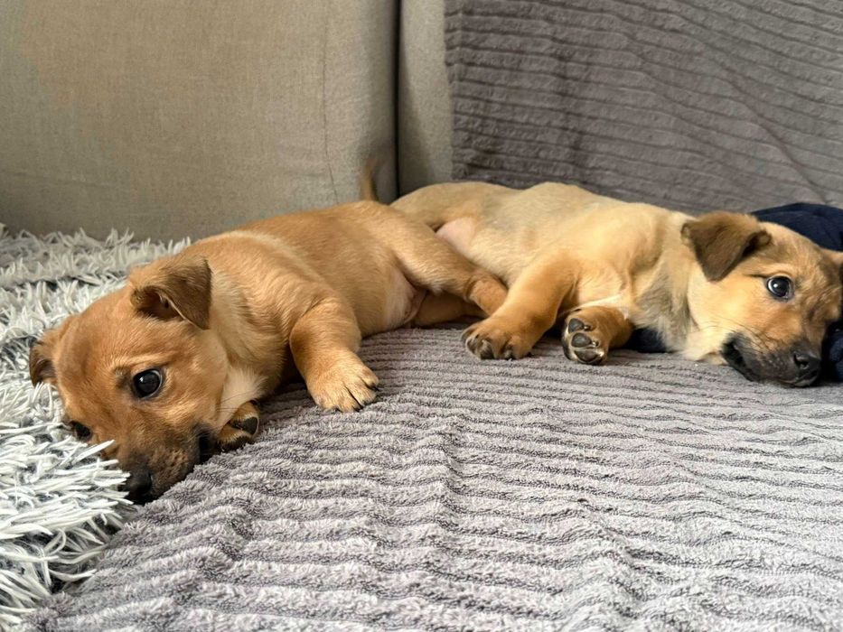 Naleśnik i Krokiet do pokochania