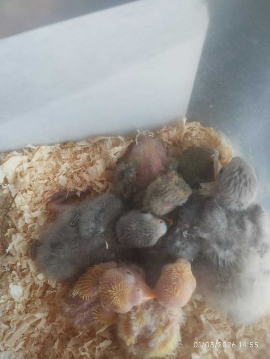 Vendo agapórnis para cria a mão