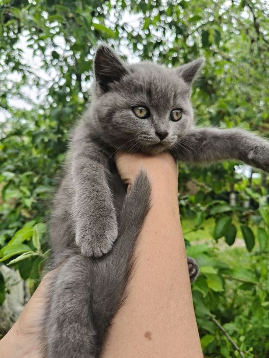 Котики Британці шукають люблячу родину