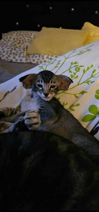 Kot orientalny paterbald