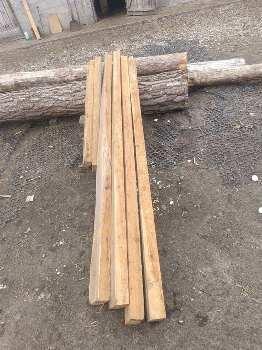 Baliki modrzewiowe, sosnowe, brzozowe