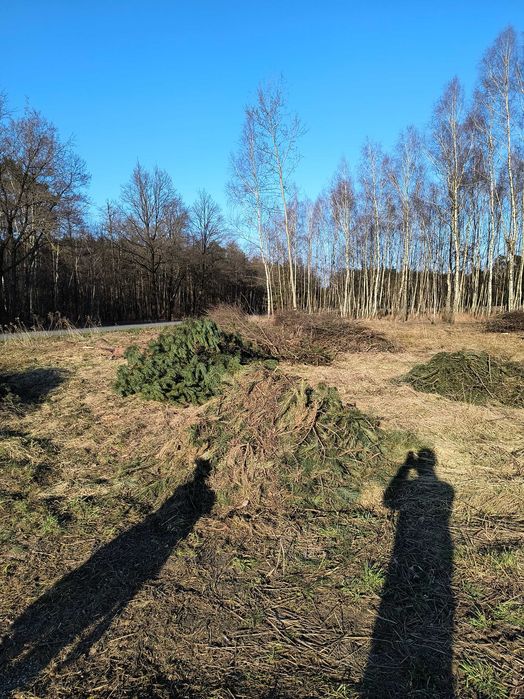 Gałęzie na opał, przemiał oddam za darmo drewno