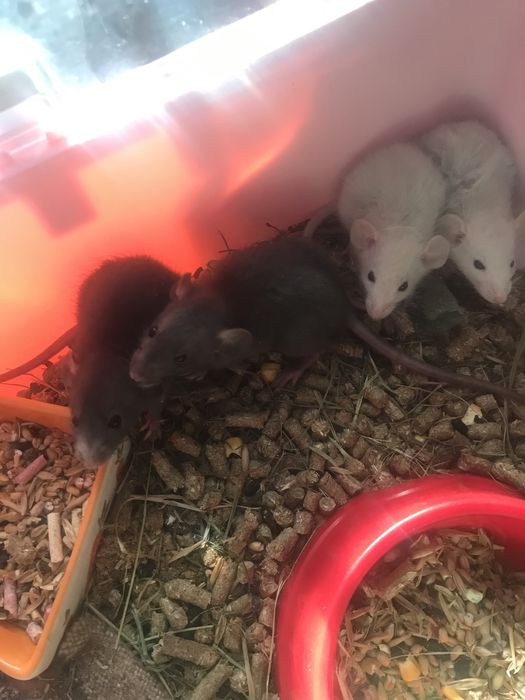 Продам ручних крисят