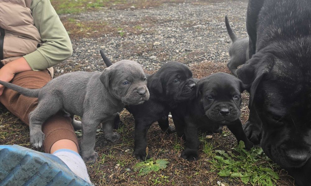 Cane Corso Szczeniaki