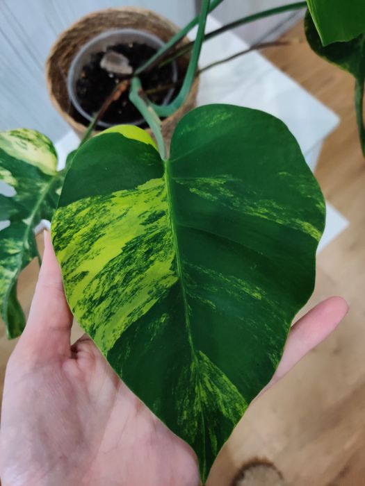 Monstera aurea grande