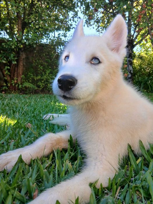 Husky Siberiano Macho