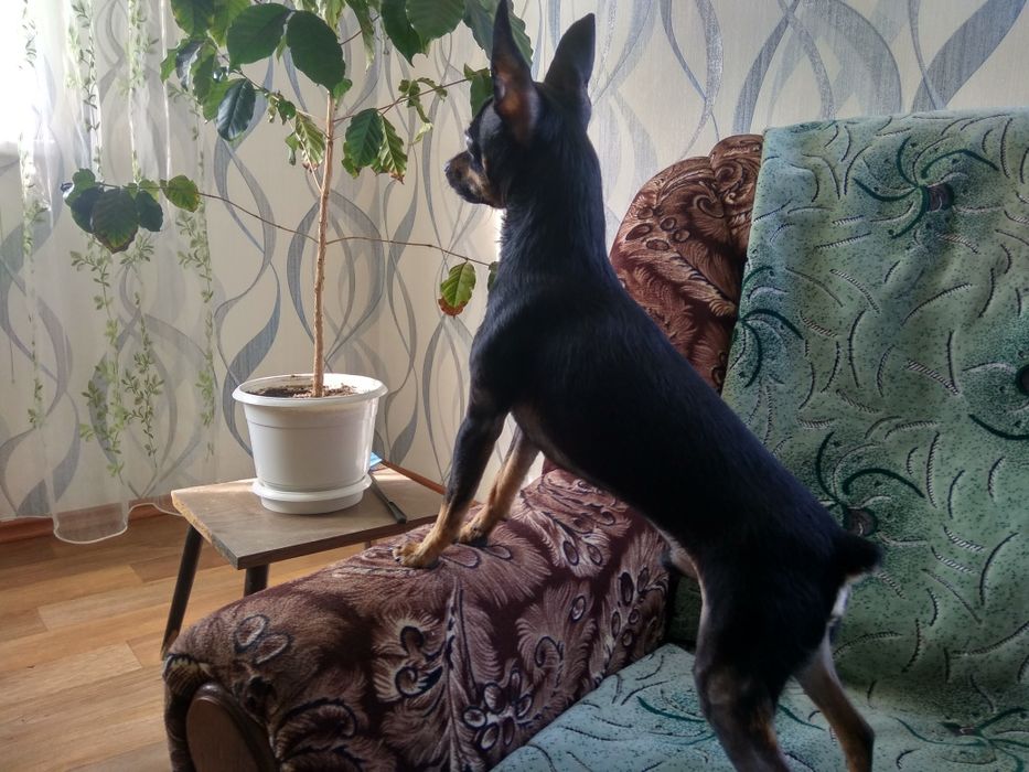 Тойчик мальчик ждёт невесту.