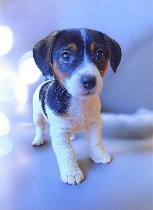 Круті породні джек- рассел