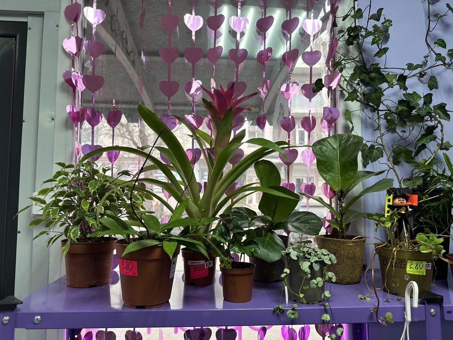 Шефлера, драцена, стриліція, спатифілум, антуріум, кактуси, сукуленти