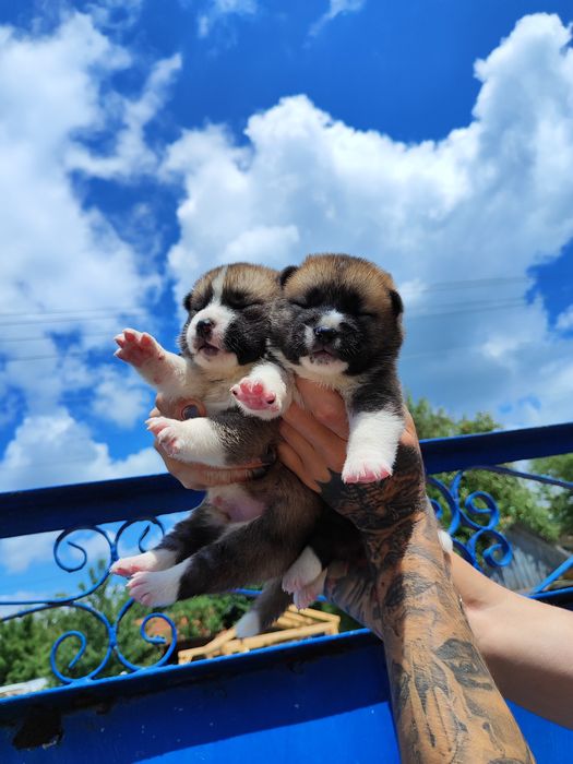 Цуценята акітята- продаж