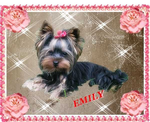 York,Yorkshire Terrier!Elitarne MICRO CUDENKA XXXXXS dla VIP-Kraków