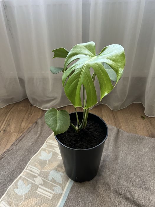 Монстера деліціоза