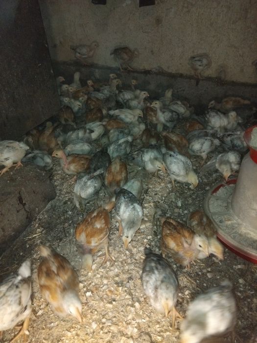 Курчата підрощені іспанка та мастєра.