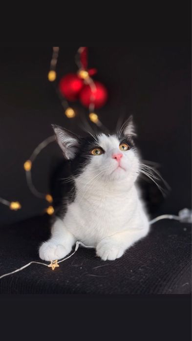 Котик в пошуках родини