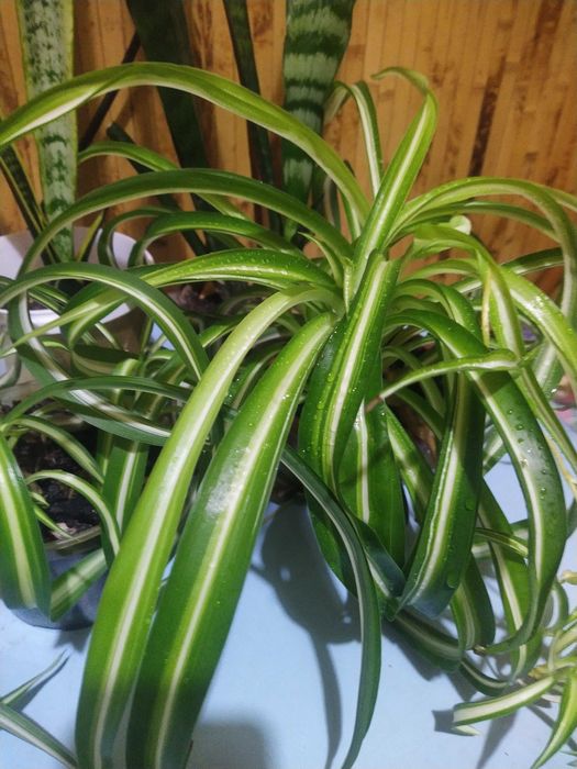 Цветок хлорофитум.