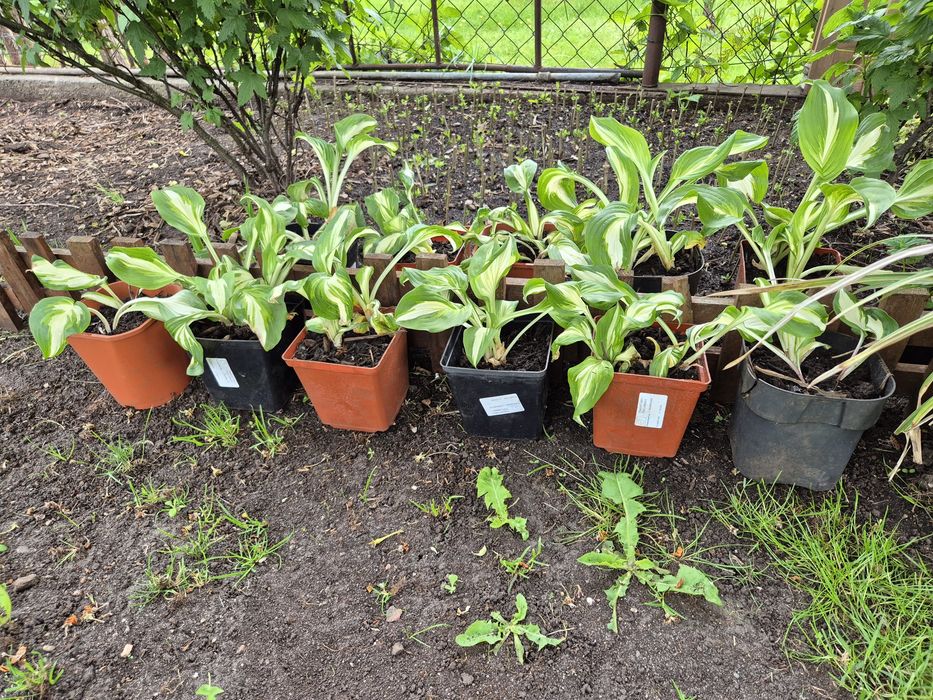 Fukia hosta sadzinki