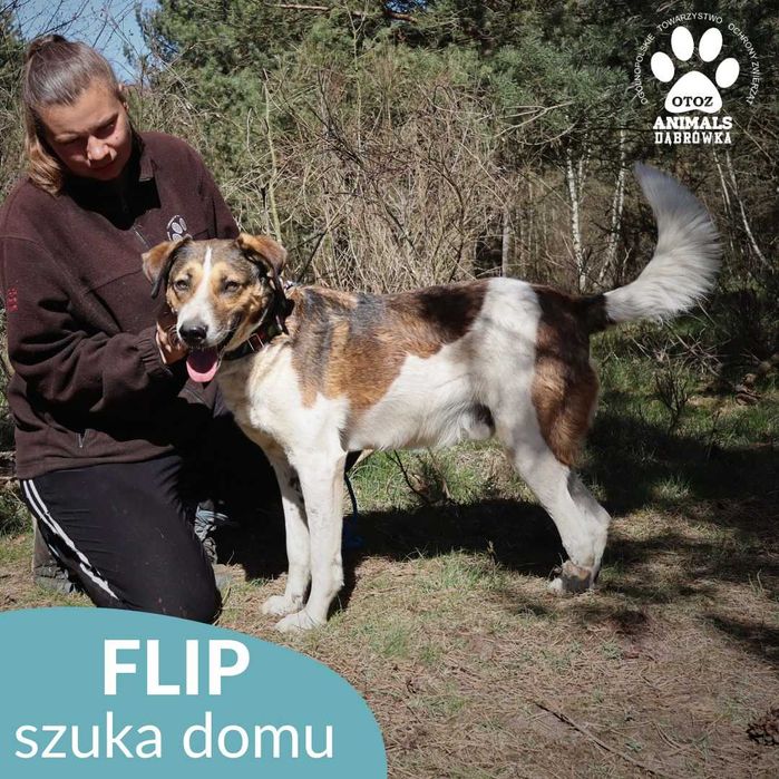 Flip szuka domu!