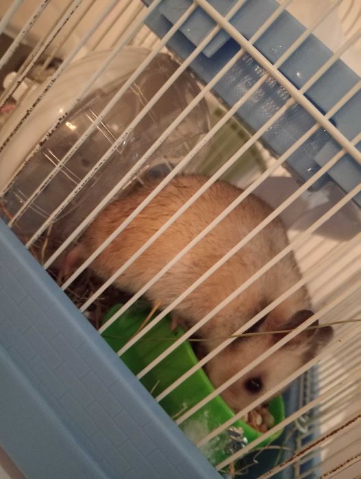 Hamster anão com gaiola