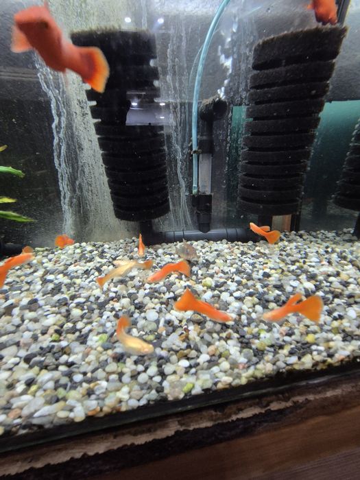 Gupiki ful red albino