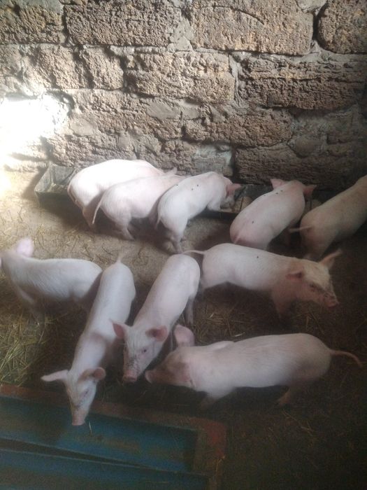 Поросятка велика Біла криниця