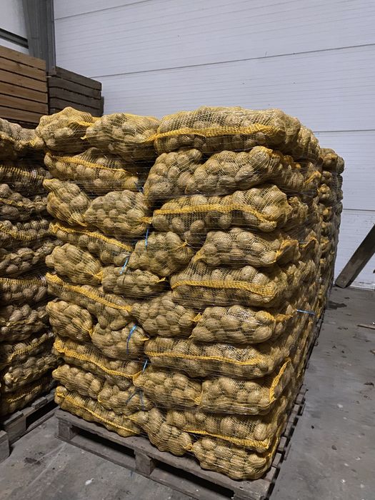 Ziemniaki jadalne catania melody Qanna