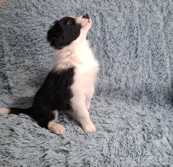 Border Collie Piękny Szczeniak Chłopiec