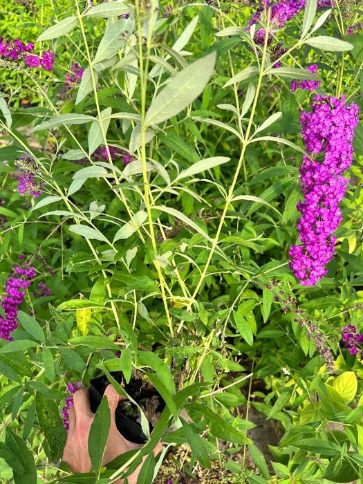 Budleja Dawida 'Royal Red' (Buddleja davidii) Doniczka 2.0L