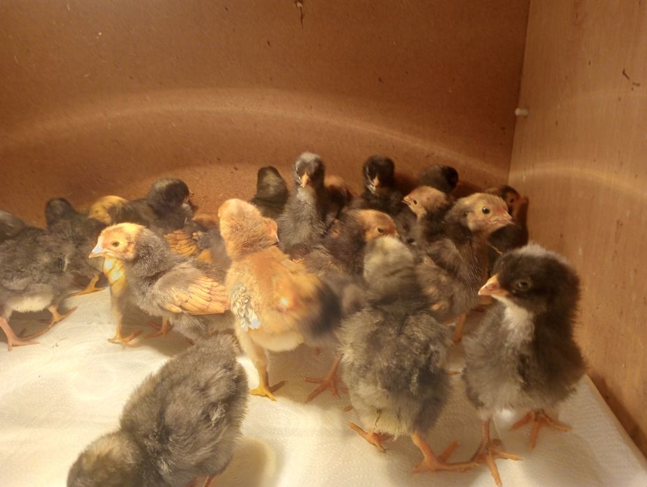 Sprzedam kurczaki Vorwerk i Amrock.