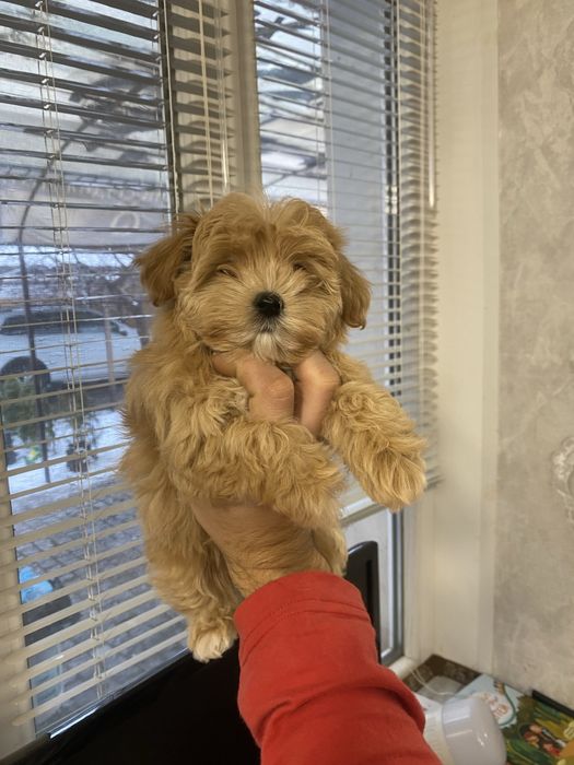 Гарні цуценята мальтіпу