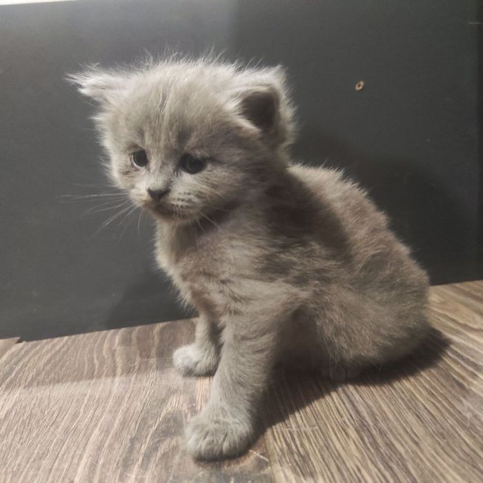 Шотландский кот, британский котенок