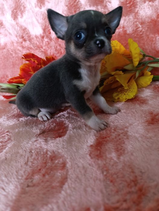 Хлопчина вишуканого блакитного окрасутний