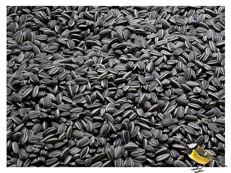 19kg Słonecznik czarny nie łuskany ziarno na zimę karmnik dla ptaków C